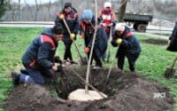 На Полтавщині учетверо зменшилася площа висаджених дерев