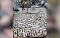 Браконьєри на Полтавщині виловили риби на понад 6 мільйонів гривень