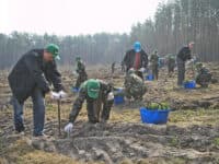 На Полтавщині планують висадити близько 6 мільйонів нових дерев