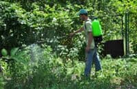 У Полтаві замовляють 120 тисяч літрів засобу для боротьби з амброзією