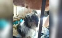 Дев’ятьох зневоднених та голодних собак знайшли у будинку в Полтаві