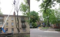 Біля музичної школи в Полтаві видаляють аварійні дерева (ФОТО)