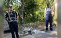 У Полтаві шукають винних у вбивстві собак, яких знайшли на смітнику: контакти поліції