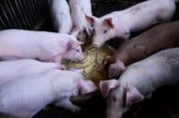 Поліція шукає винуватців можливого поширення африканської чуми на Полтавщині