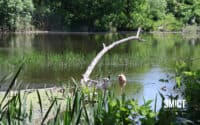 Рівень води в річках Полтавщини знижується на кілька сантиметрів за добу