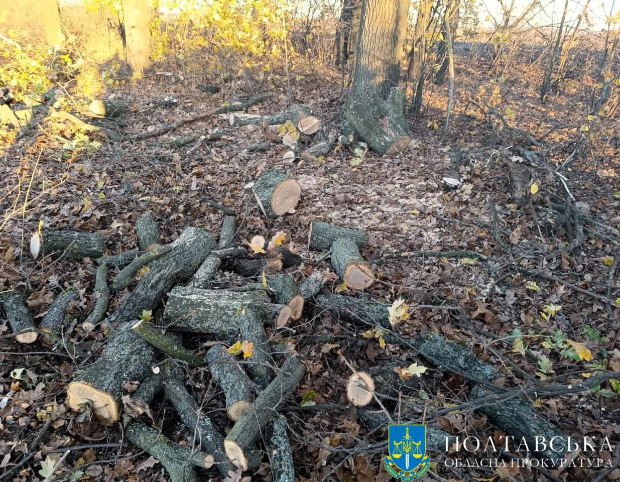 На Полтавщині незаконно рубали дерева