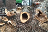 У центрі Полтави спиляли чотири аварійні дерева