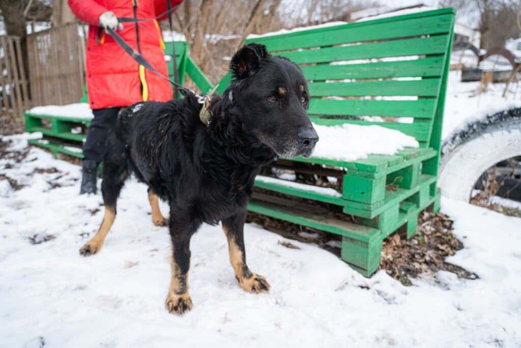 Пес