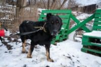 «Витягли з того світу». У Полтаві лікують пса Черниша, який дістав поранення через браконьєрську петлю