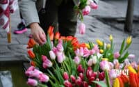У Полтаві шукають волонтерів для благодійної акції-продажу квітів «Бандерівські тюльпани»