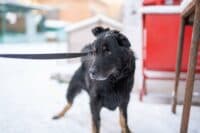 У Полтаві 14 котів і собак стали жертвами живодерів – КАТП-1628