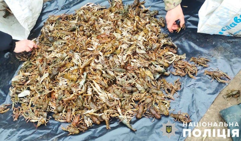 50 кілограмів раків незаконно виловив житель Полтавщини: порушника затримали