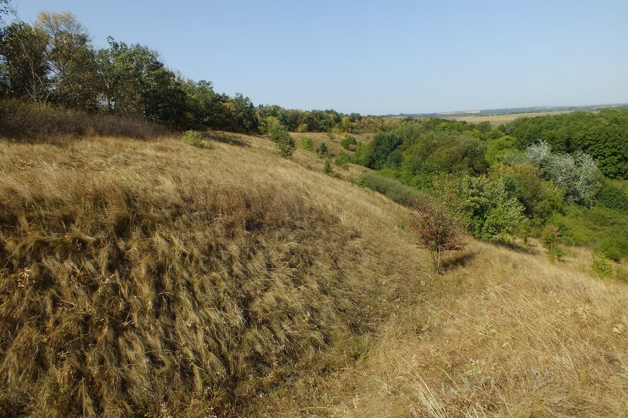 Ілюстративне фото зі схилами ковили.