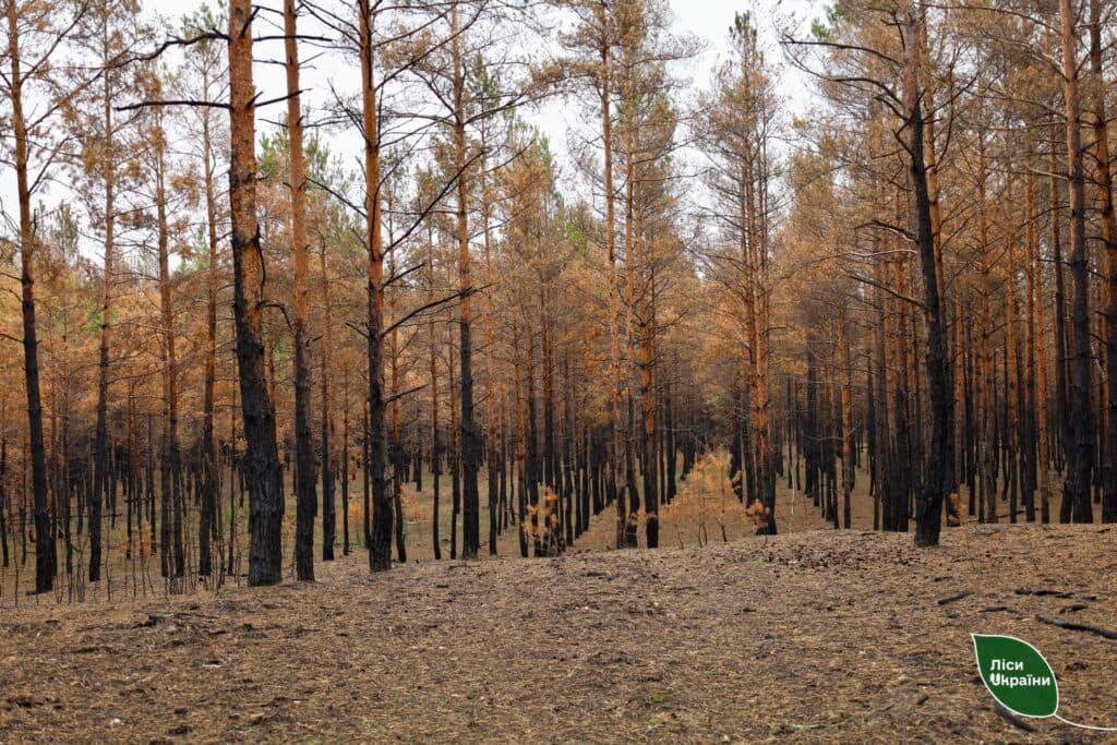 Пошкоджений пожежею ліс і саджанці поруч.