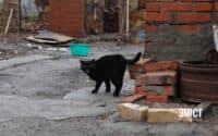 У безпритульного кота на Полтавщині виявили сказ
