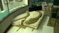 Завдяки льодовиковим відкладенням на Полтавщині зберігся бивень мамонта
