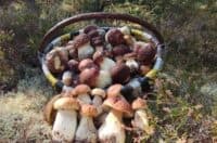 Як уникнути отруєння грибами: поради для мешканців Полтавщини