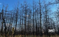 Під Полтавою всихають ліси: які масштаби проблеми