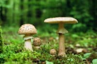 Два дні поспіль на Полтавщині фіксують отруєння грибами