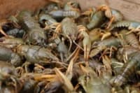 На Полтавщині з 1 грудня заборонять ловити річкових раків
