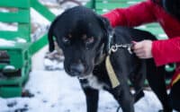 Полтавців запрошують доєднатися до вигулу безпритульних тварин