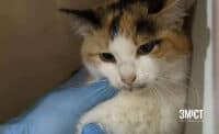 У Полтаві шукають кота-донора для порятунку травмованої тварини (ОНОВЛЕНО)