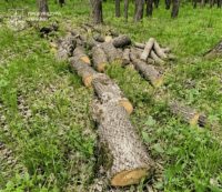 У заповідній зоні Полтавщини вирубали 150 дерев