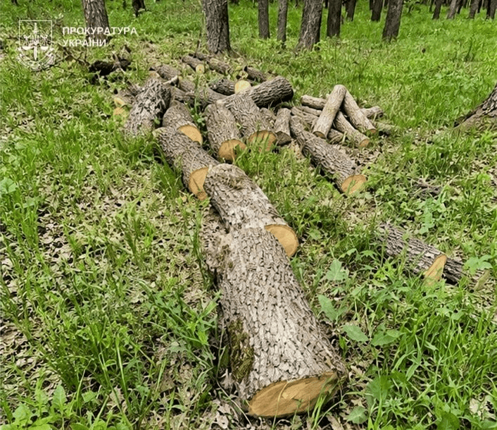 У заповідній зоні Полтавщини вирубали 150 дерев