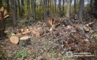 На Полтавщині викрили лісничого, який організовував незаконну порубку лісу