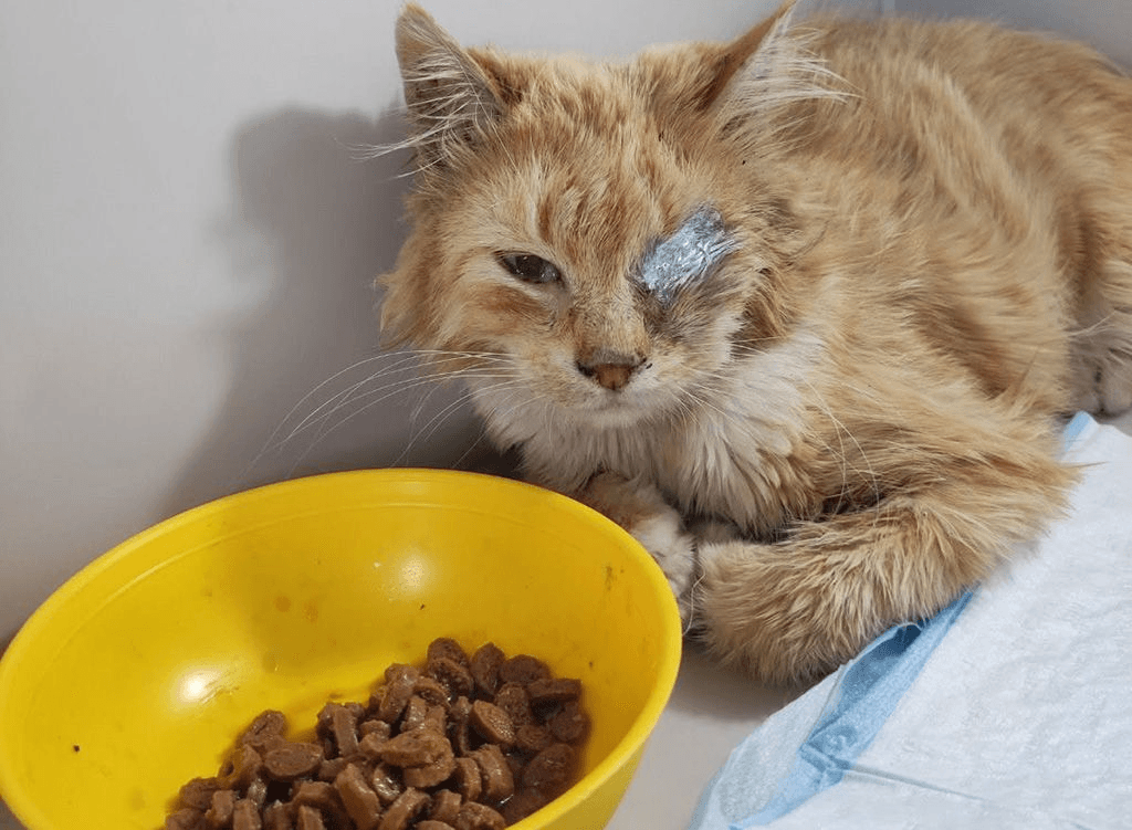 Кіт, якого підстрелили