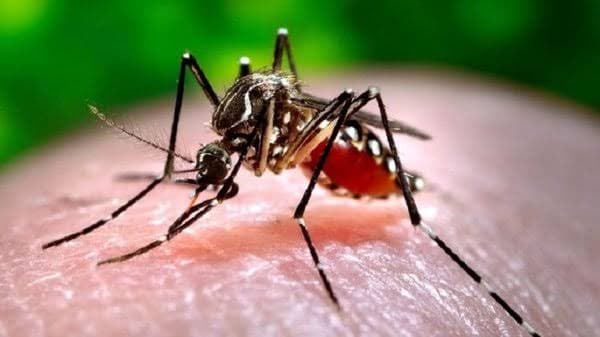 Гарячку Західного Нілу зафіксували на Полтавщині