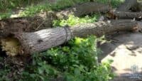 У Полтаві впало аварійне дерево, яке заблокувало переїзд на Браїлках