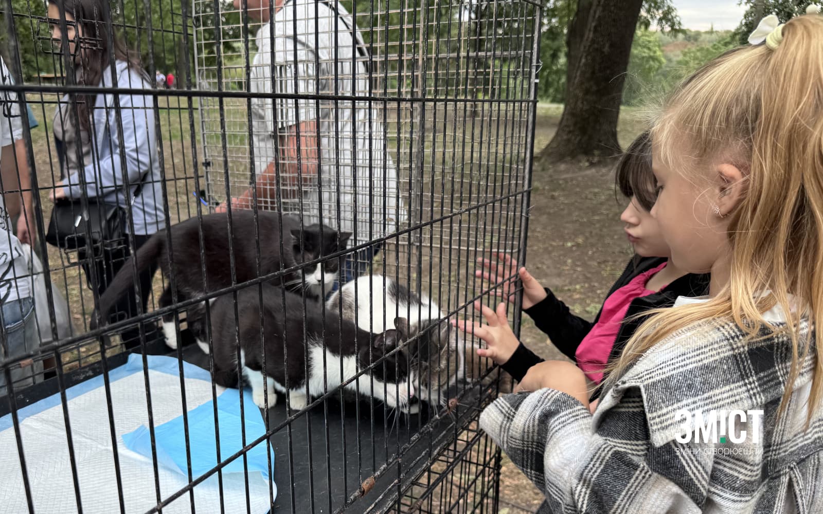 У Полтаві шукають родини для безпритульних котів