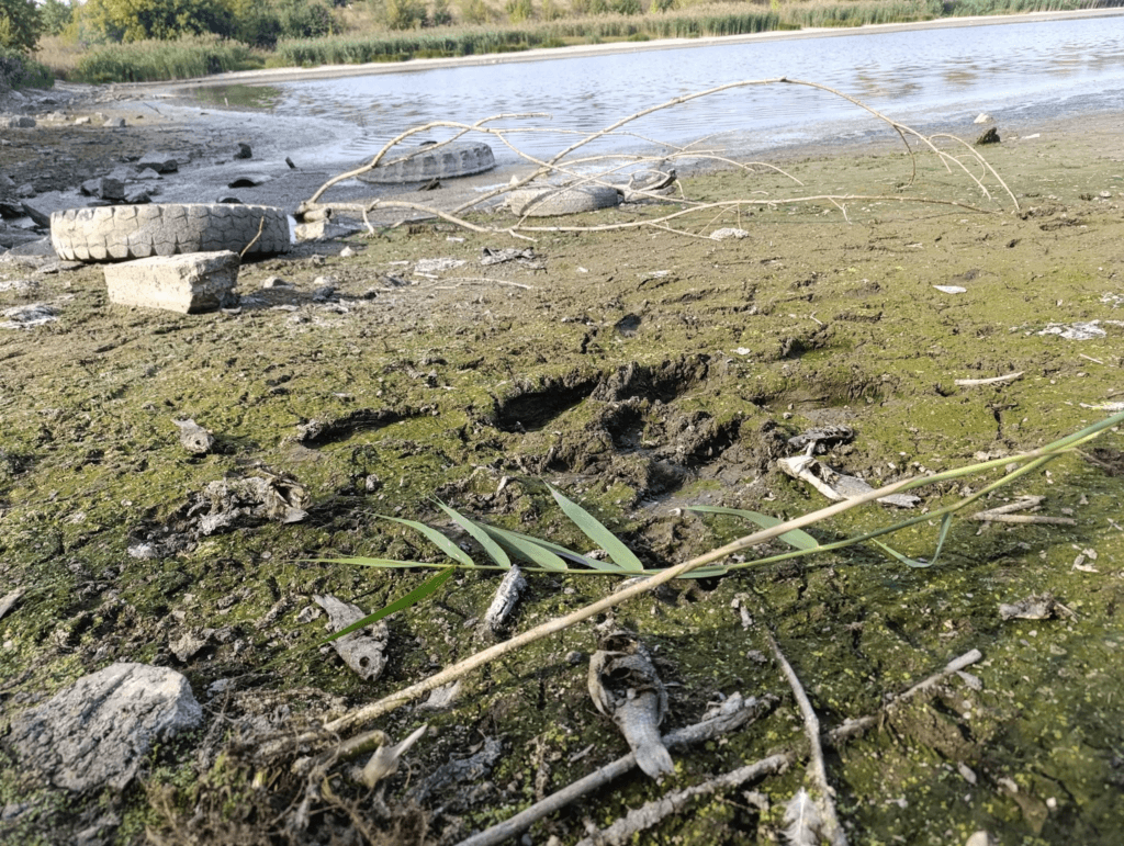 Чому у Полтаві міліють Пушкарівські ставки і що...
