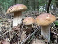 Отруєння дикорослими грибами зафіксували на Полтавщині