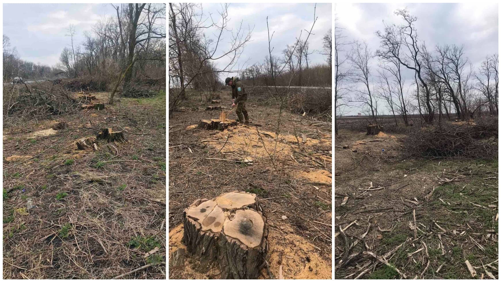 На Полтавщині незаконно вирубали дерева в лісосмузі на понад 2 мільйони гривень