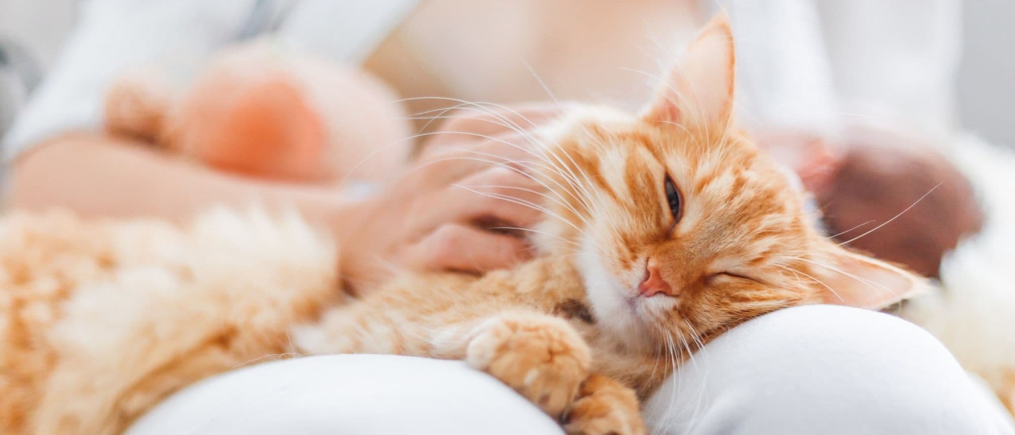 97-ES-L-cat-purring-liying-down-health-and-wellbeing_Med._Res.___Basic (1)