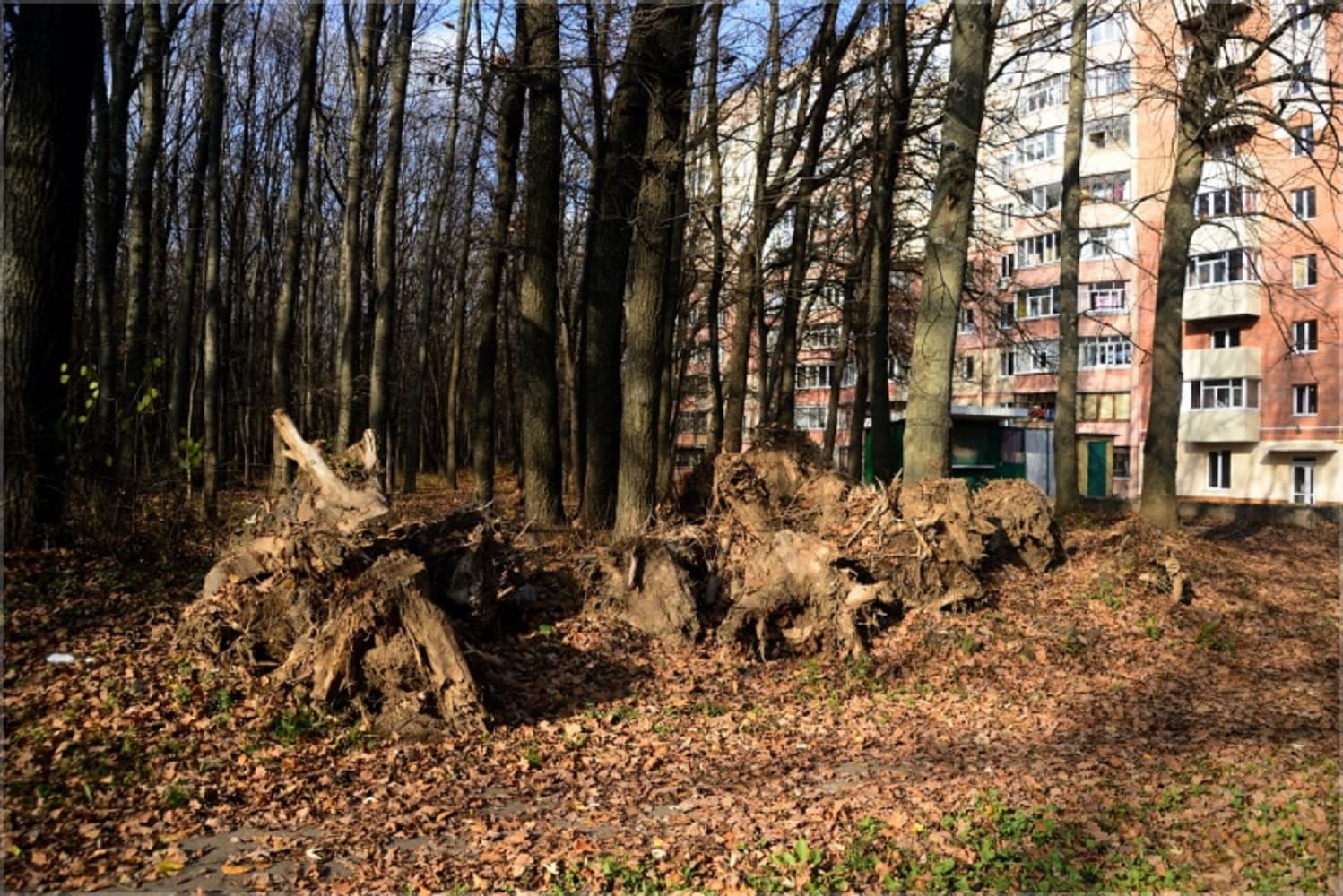 Гришкин ліс