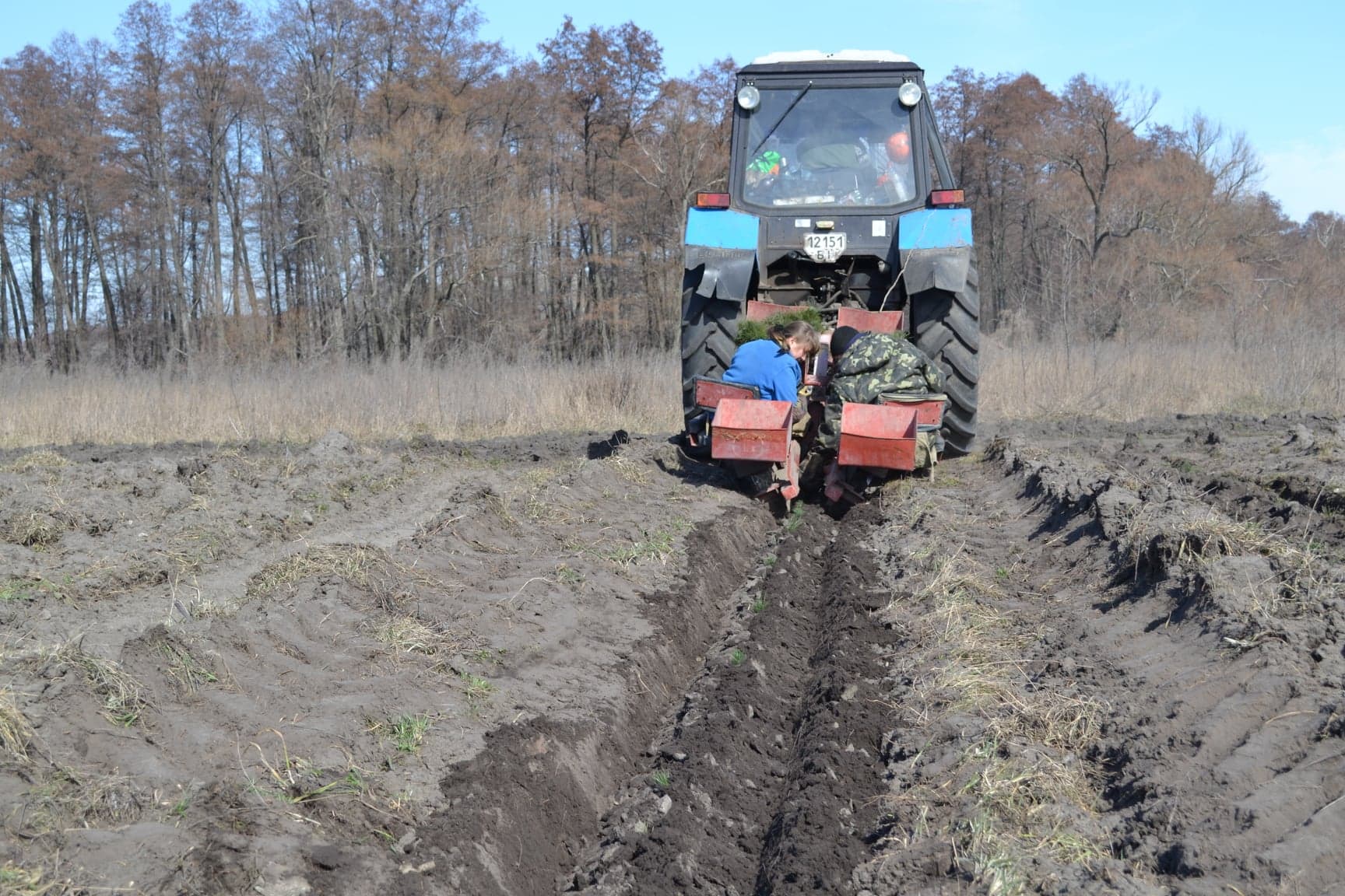 Висадка лісу