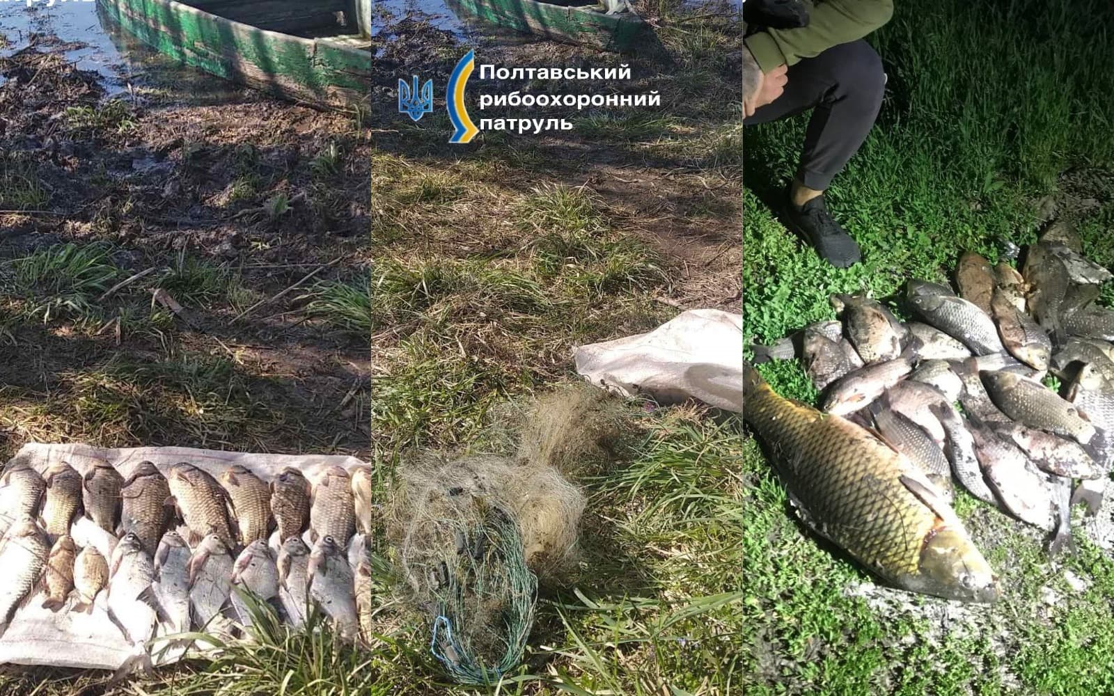 Вилучена риба. Ілюстративне фото