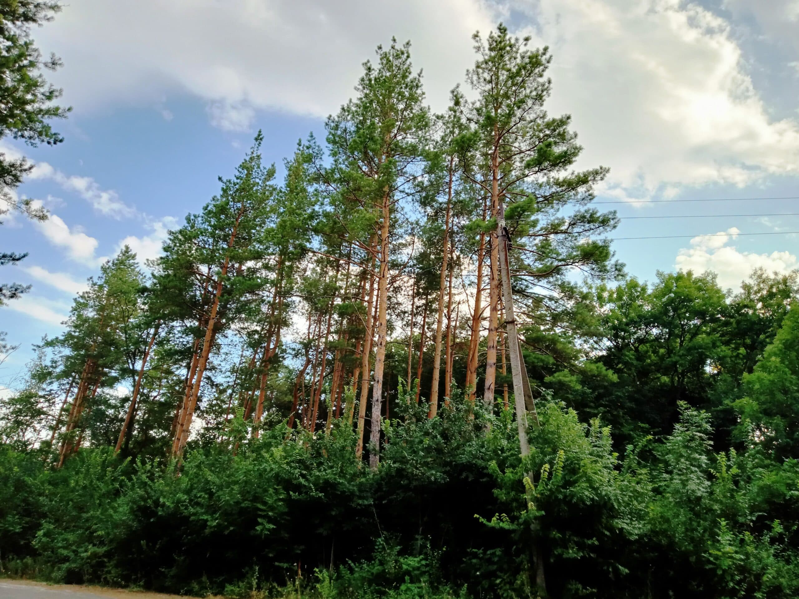 Джерело – uk.wikipedia.org