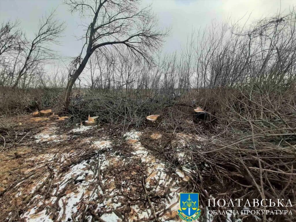вирубка дерев
