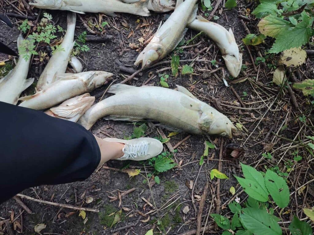 Забруднення водосховища на Полтавщині