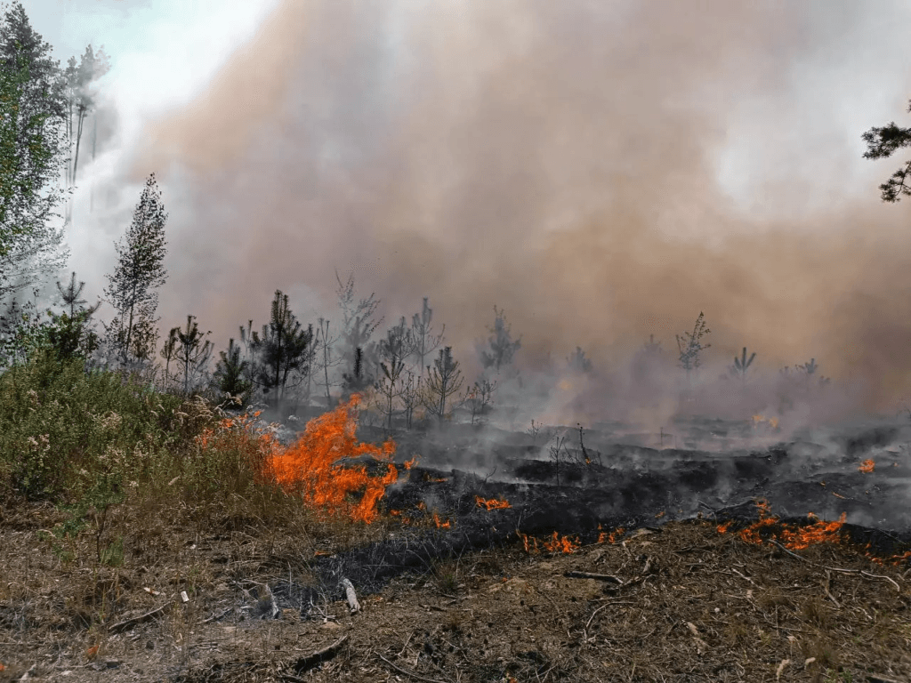 Горів ліс на Полтавщині