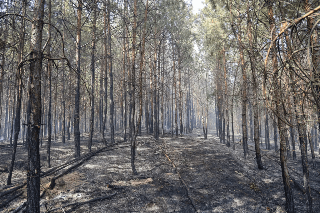 Горів ліс на Полтавщині