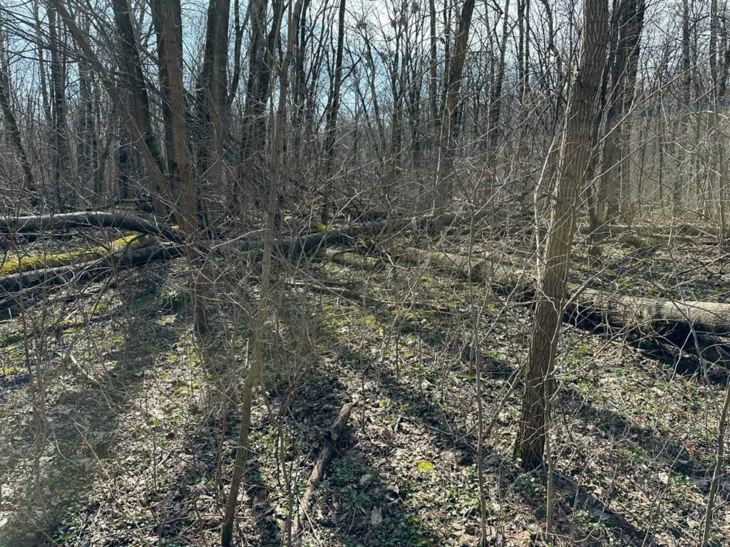 Дерева