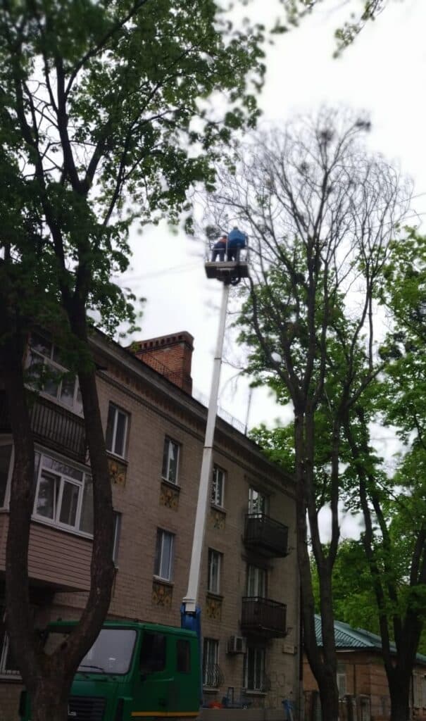 дерева