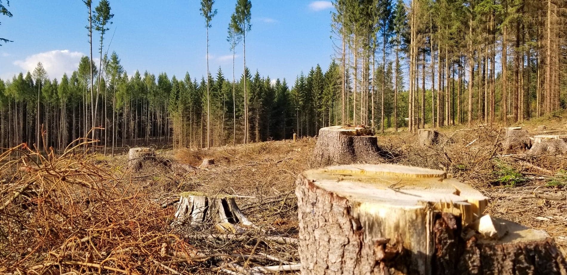 Ілюстративне фото. Вирубування дерев