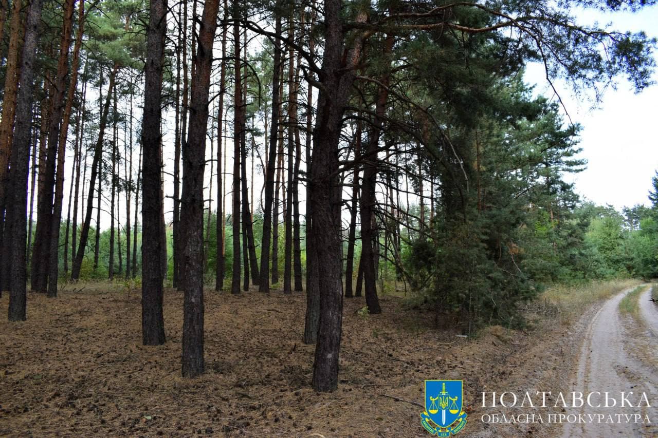 Ліс