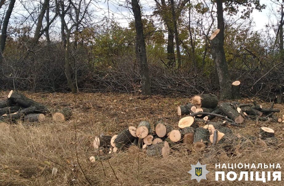 На Полтавщині незаконно вирубали дерева